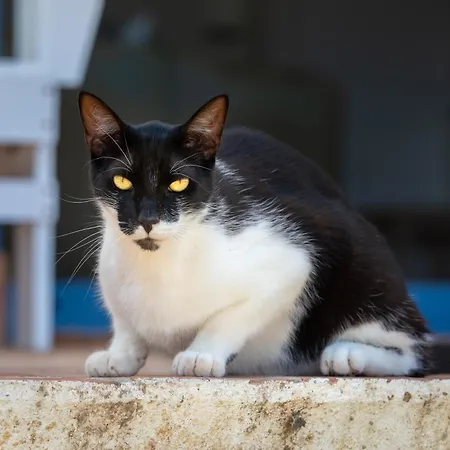 Quintinha - Nyaraló Moncarapacho