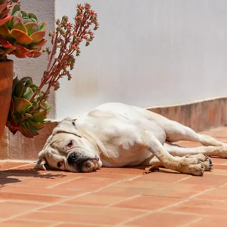 Quintinha - * Moncarapacho