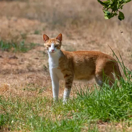 Quintinha - Moncarapacho
