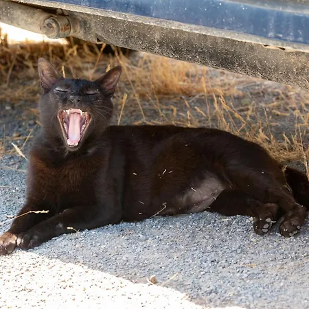Quintinha - Hébergement de vacances Moncarapacho